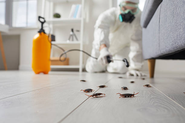 Commercial Kitchen Cockroach Control in Canyon Lake
